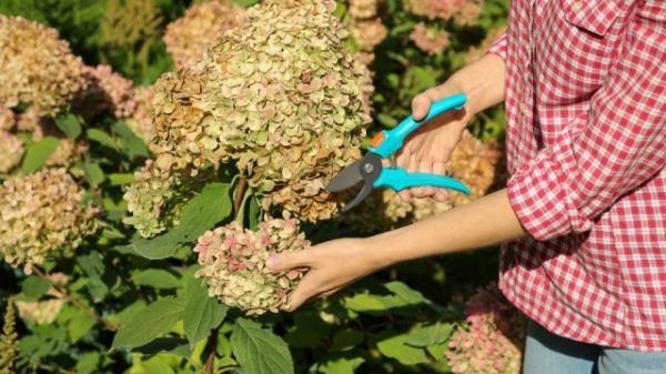 Чтобы деревья и кустарники пережили зиму — начинаем подготовку летом!