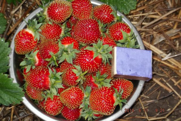 Земклуника — ягода, которая удивляет. Какие сорта вырастить?