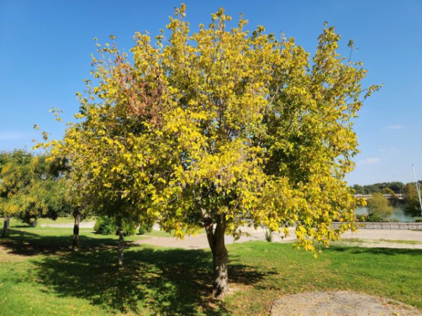 За какие растения могут оштрафовать и посадить в тюрьму в 2026 году? За какие растения могут оштрафовать и посадить в тюрьму в 2026 году?