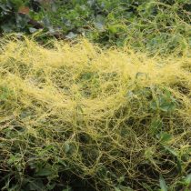 За какие растения могут оштрафовать и посадить в тюрьму в 2026 году? За какие растения могут оштрафовать и посадить в тюрьму в 2026 году?