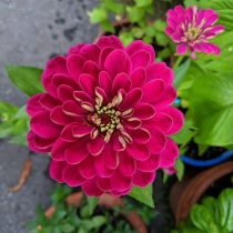 6 «бабушкиных» цветов, за которыми снова охотятся все цветоводы