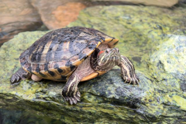 10 питомцев, которые умнее и эмпатичнее некоторых хозяев 10 питомцев, которые умнее и эмпатичнее некоторых хозяев