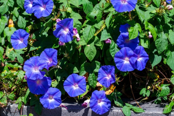 За какие растения могут оштрафовать и посадить в тюрьму в 2026 году? За какие растения могут оштрафовать и посадить в тюрьму в 2026 году?