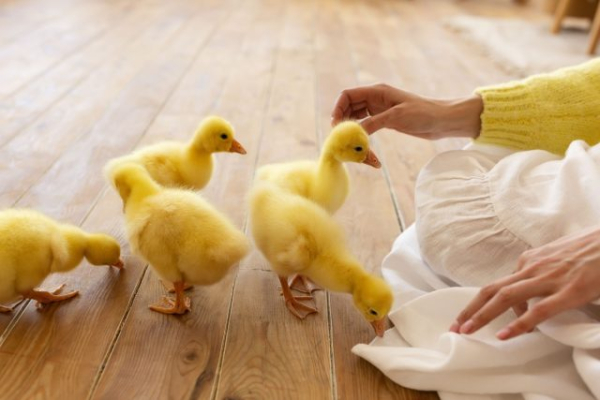 10 питомцев, которые умнее и эмпатичнее некоторых хозяев 10 питомцев, которые умнее и эмпатичнее некоторых хозяев