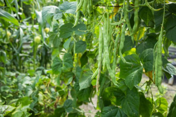 9 овощей, которые редко сажают, а зря — растут легче лёгкого 9 овощей, которые редко сажают, а зря — растут легче лёгкого