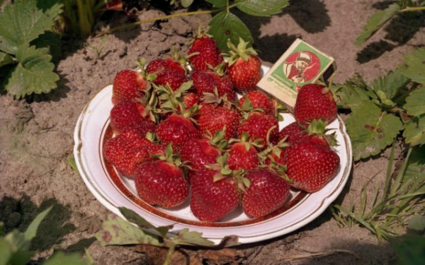 Земклуника — ягода, которая удивляет. Какие сорта вырастить?