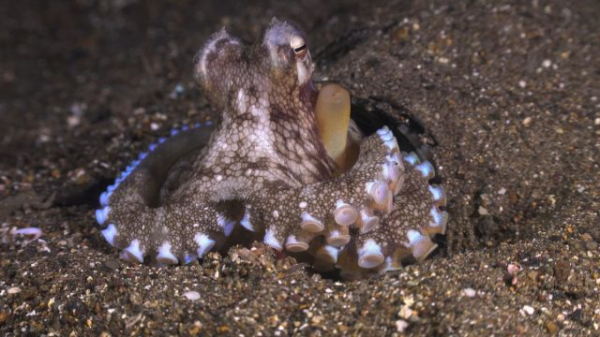 10 питомцев, которые умнее и эмпатичнее некоторых хозяев 10 питомцев, которые умнее и эмпатичнее некоторых хозяев