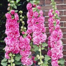 6 «бабушкиных» цветов, за которыми снова охотятся все цветоводы