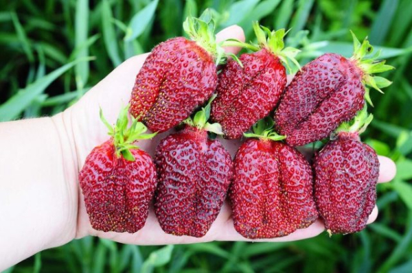 Земклуника — ягода, которая удивляет. Какие сорта вырастить?