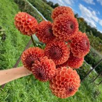 6 «бабушкиных» цветов, за которыми снова охотятся все цветоводы