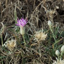 За какие растения могут оштрафовать и посадить в тюрьму в 2026 году? За какие растения могут оштрафовать и посадить в тюрьму в 2026 году?