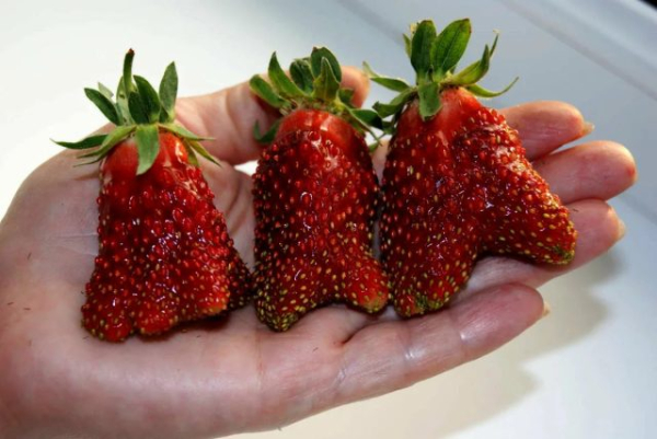 Земклуника — ягода, которая удивляет. Какие сорта вырастить?