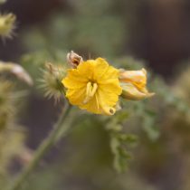 За какие растения могут оштрафовать и посадить в тюрьму в 2026 году? За какие растения могут оштрафовать и посадить в тюрьму в 2026 году?