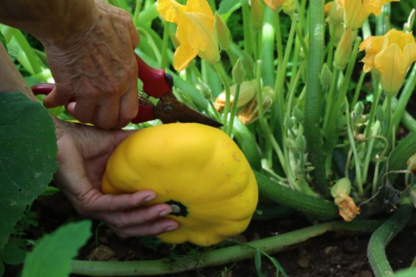 9 овощей, которые редко сажают, а зря — растут легче лёгкого 9 овощей, которые редко сажают, а зря — растут легче лёгкого