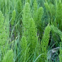 Как определить тип почвы на даче, не делая ни одного анализа Как определить тип почвы на даче, не делая ни одного анализа