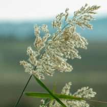 Как определить тип почвы на даче, не делая ни одного анализа Как определить тип почвы на даче, не делая ни одного анализа