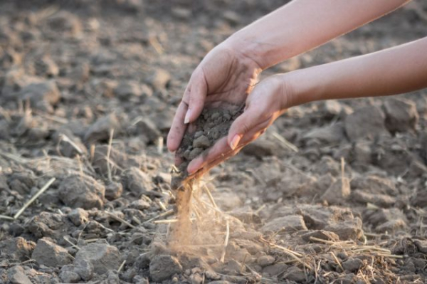 Как определить тип почвы на даче, не делая ни одного анализа Как определить тип почвы на даче, не делая ни одного анализа