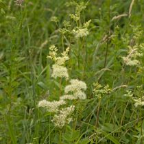 Как определить тип почвы на даче, не делая ни одного анализа Как определить тип почвы на даче, не делая ни одного анализа