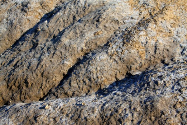 Как определить тип почвы на даче, не делая ни одного анализа Как определить тип почвы на даче, не делая ни одного анализа