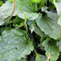 Как определить тип почвы на даче, не делая ни одного анализа Как определить тип почвы на даче, не делая ни одного анализа