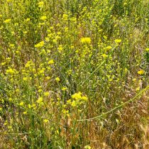 Как определить тип почвы на даче, не делая ни одного анализа Как определить тип почвы на даче, не делая ни одного анализа