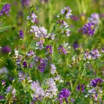 Как определить тип почвы на даче, не делая ни одного анализа Как определить тип почвы на даче, не делая ни одного анализа