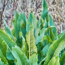 Как определить тип почвы на даче, не делая ни одного анализа Как определить тип почвы на даче, не делая ни одного анализа
