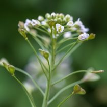 Как определить тип почвы на даче, не делая ни одного анализа Как определить тип почвы на даче, не делая ни одного анализа