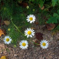 Как определить тип почвы на даче, не делая ни одного анализа Как определить тип почвы на даче, не делая ни одного анализа