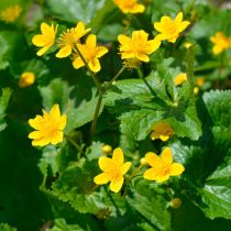 Как определить тип почвы на даче, не делая ни одного анализа Как определить тип почвы на даче, не делая ни одного анализа