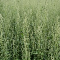 Как определить тип почвы на даче, не делая ни одного анализа Как определить тип почвы на даче, не делая ни одного анализа