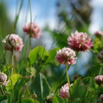 Как определить тип почвы на даче, не делая ни одного анализа Как определить тип почвы на даче, не делая ни одного анализа