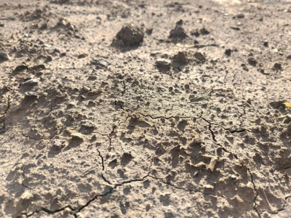 Как определить тип почвы на даче, не делая ни одного анализа Как определить тип почвы на даче, не делая ни одного анализа