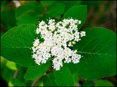 Калина гордовина – «Королева мегаполиса» Калина гордовина – «Королева мегаполиса»