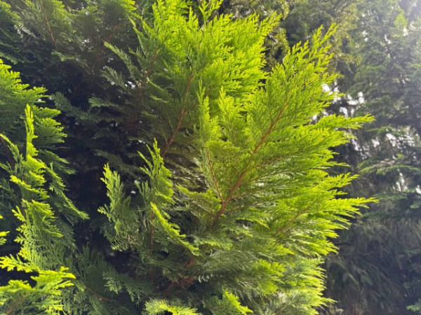 Посадить эти деревья — большая ошибка, которая дорого обойдется Посадить эти деревья — большая ошибка, которая дорого обойдется