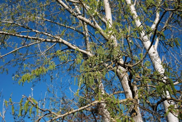 Посадить эти деревья — большая ошибка, которая дорого обойдется Посадить эти деревья — большая ошибка, которая дорого обойдется